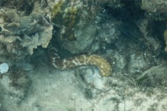 Sea Cucumbers - Tiger Tail Sea Cucumber - Holothuria thomasi