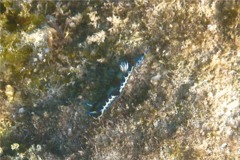 Sea Snails - Purple Spotted Sea Goddess - Hypselodoris marci