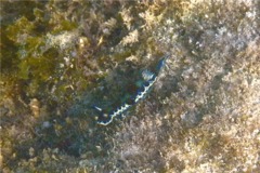 Sea Snails - Purple Spotted Sea Goddess - Hypselodoris marci