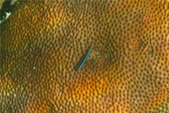 Gobies - Neon Goby - Elacatinus Oceanops