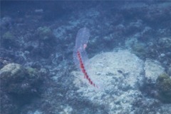 Siphonophore - Paired Bell Siphonophore - Agalma okeni