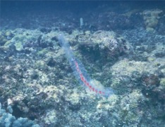 Siphonophore - Paired Bell Siphonophore - Agalma okeni