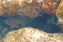 Groupers - Red Grouper - Epinephelus morio