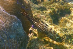 Groupers - Black Grouper - Mycteroperca bonaci