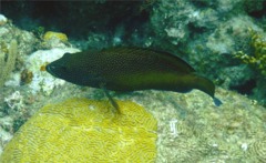 Groupers - Coney/Brown variation - Cephalopholis fulvus