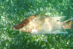 Hogfish - Hogfish - Lachnolaimus maximus