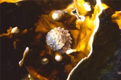 Sea Snails - West Indian Star Snail - Lithopoma tectum