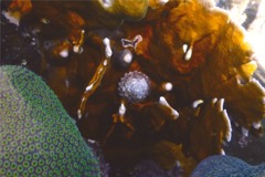Sea Snails - West Indian Star Snail - Lithopoma tectum