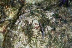 Sea Snails - Carved Starsnail - Lithopoma caelatum