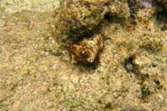 Sea Snails - Caribbean Vase - Vasum muricatum