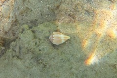 Sea Snails - Mouse Cone - Conus mus Hwass
