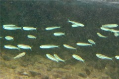 Anchovy - Broad-Striped Anchovy - Anchoa hepsetus
