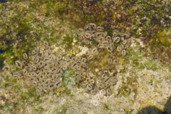 Button Polyp - Sun Zooanthid - Palythoa grandis