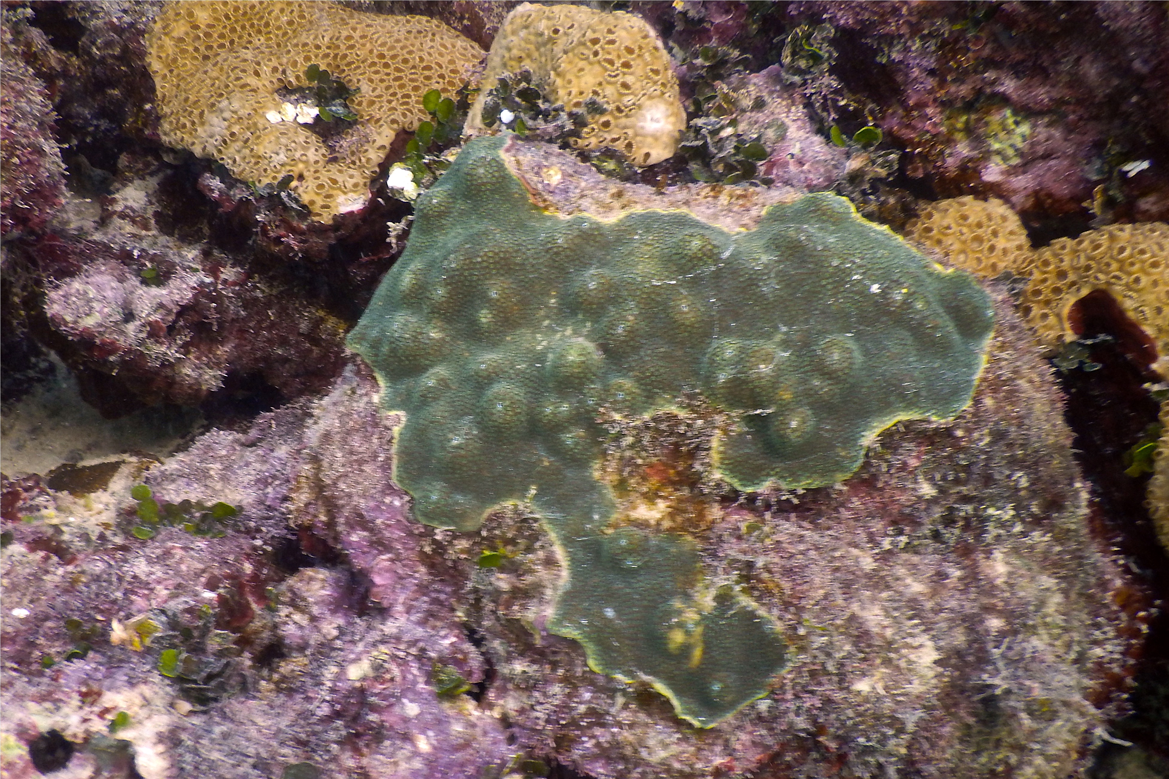 Tunicate - Overgrowing Mat Tunicate - Trididemum solidum