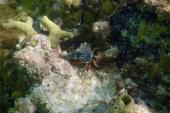 Crabs - Sponge Decorator Crab - Hyastenus elatus