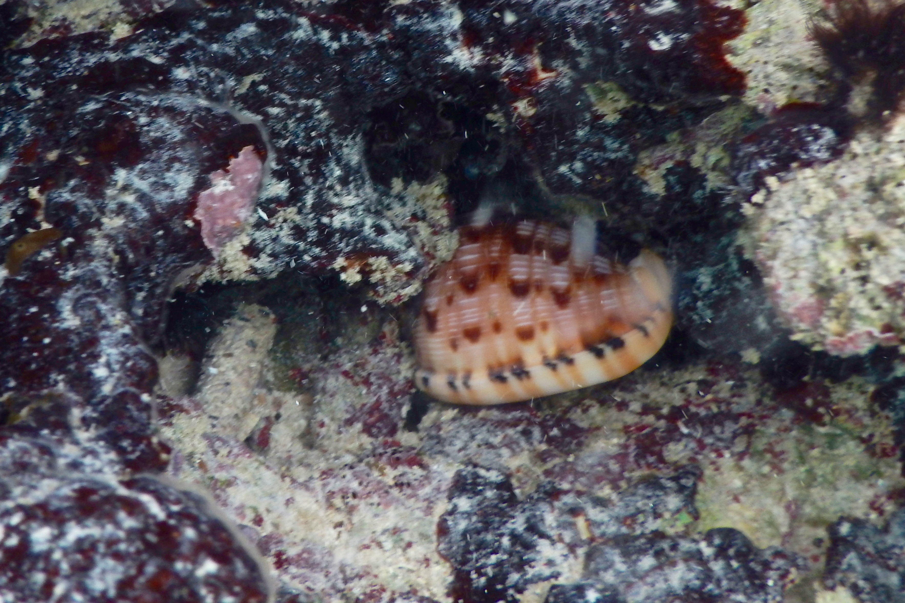 Sea Snails - Reticulated Cowrie-Helmut - Cypraecassis testiculus