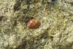 Sea Snails - Atlantic Partridge Tun - Tonna pennata
