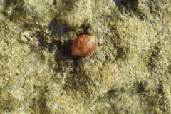 Sea Snails - Atlantic Partridge Tun - Tonna pennata