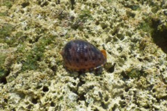Sea Snails - Reticulated Cowrie-Helmut - Cypraecassis testiculus