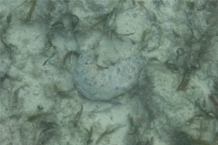 Sea Cucumbers - Furry Sea Cucumber - Astichopus multifidus