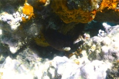Isopods - Cymothoid Isopod - Anilocra laticaudata