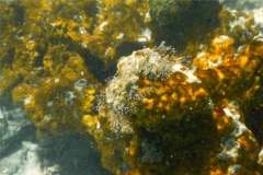 Sertulariidae - Algae Hydroid - Thyroscyphus ramosus