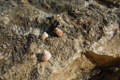 Sea Snails - Chestnut Turbo Snail - Turbo castanea