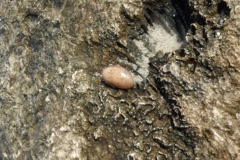 Bivalve Mollusc - Atlantic Striate Bubble - Bulla striata