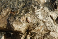 Bivalve Mollusc - Atlantic Woodlouse - Morum oniscus