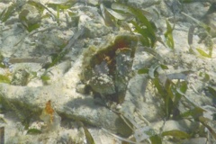 Bivalve Mollusc - Amber Penshell - Pinna carnea