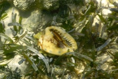 Sea Snails - Flame Helmut - Cassis flamea