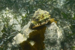 Sea Snails - Flame Helmut - Cassis flamea