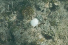Bivalve Mollusc - White Atlantic Semele - Semele proficua