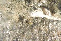 Sea Snails - False Prickly Winkle - Tectarius antonii