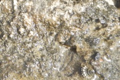 Sea Snails - Long-Spined Star Snail - Astraea phoebia