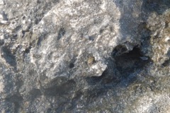 Sea Snails - Common Prickly Winkle - Echinolittorina tuberculata