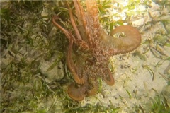 Octopuses - Caribbean Reef Octopus - Octopus briareus