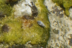 Sea Snails - Dwarf Cerith - Cerithium lutosum