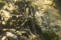 Sea Snails - Apple Murex - Phyllonotus pomum