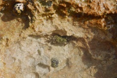 Crabs - Shore Crab - Pachygrapsus transversus