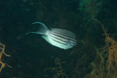 angelfish - Blackstriped angelfish - Genicanthus lamarck