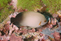 angelfish - Pearl-scaled angelfish - Centropyge vroliki