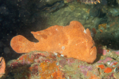 Frogfish - Commerson's Frogfish - Antenarius commerson