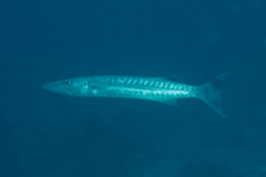 Barracuda - Blackfin Barracuda - Sphyraena qenie