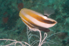 Butterflyfish - Highfin Coralfish - Coradion altivelis