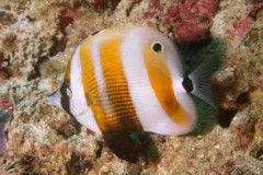 Butterflyfish - Orange-banded Coralfish - Coradion chrysozonus