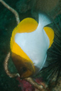 Butterflyfish - Pyramid Butterflyfish - Hemitaurichthys polylepis