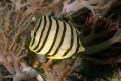 Butterflyfish - Eight-banded butterflyfish - Chaetodon octofasciatus