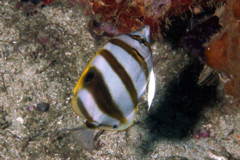 Butterflyfish - Ocellated Coralfish - Parachaetodon ocellatus