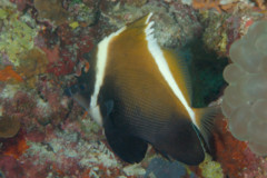 Butterflyfish - Humphead bannerfish - heniochus varius